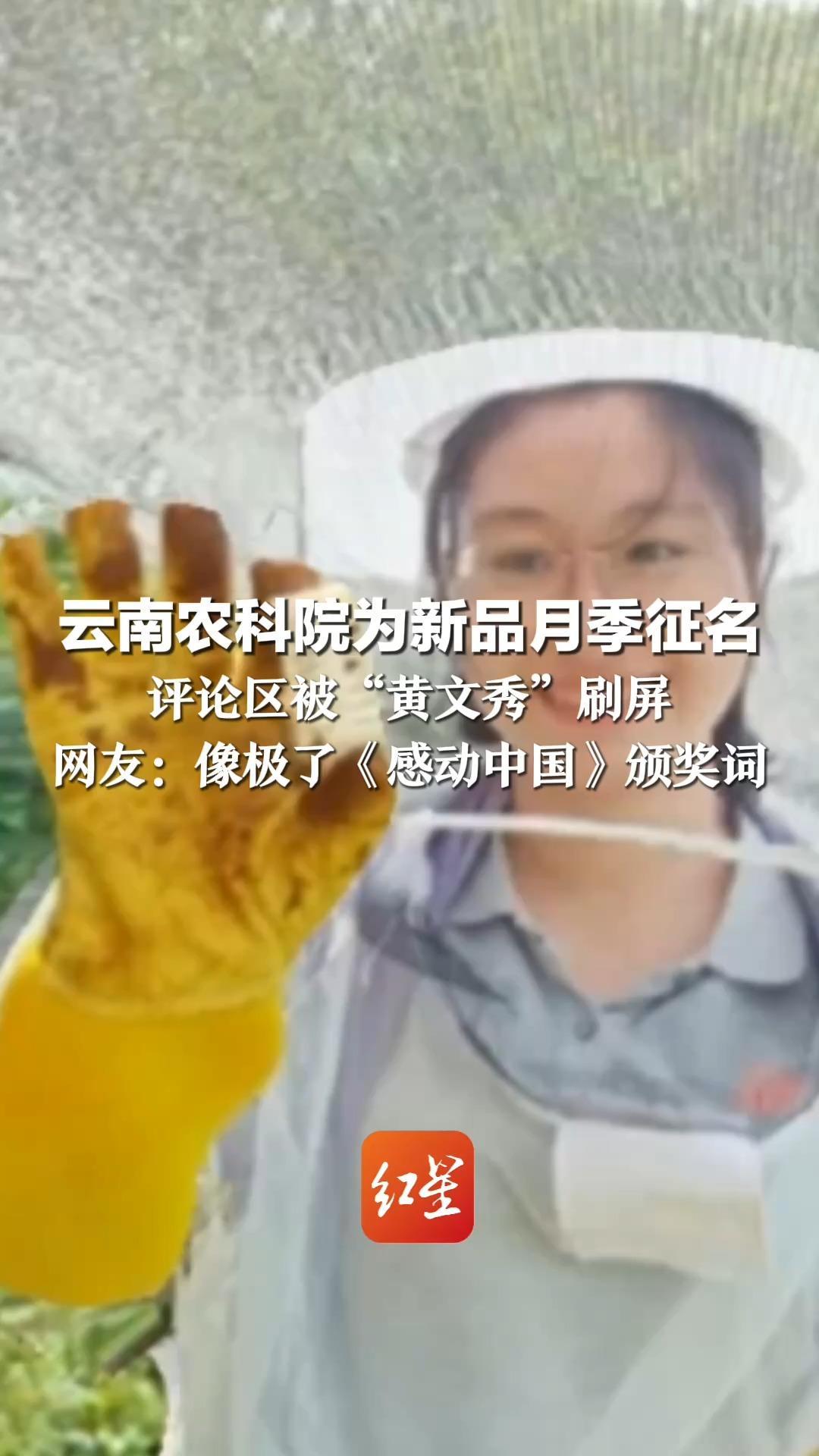 云南农科院为新品月季征名 评论区被“黄文秀”刷屏 网友：像极了《感动中国》颁奖词“脱贫战场你是醒目的黄花”