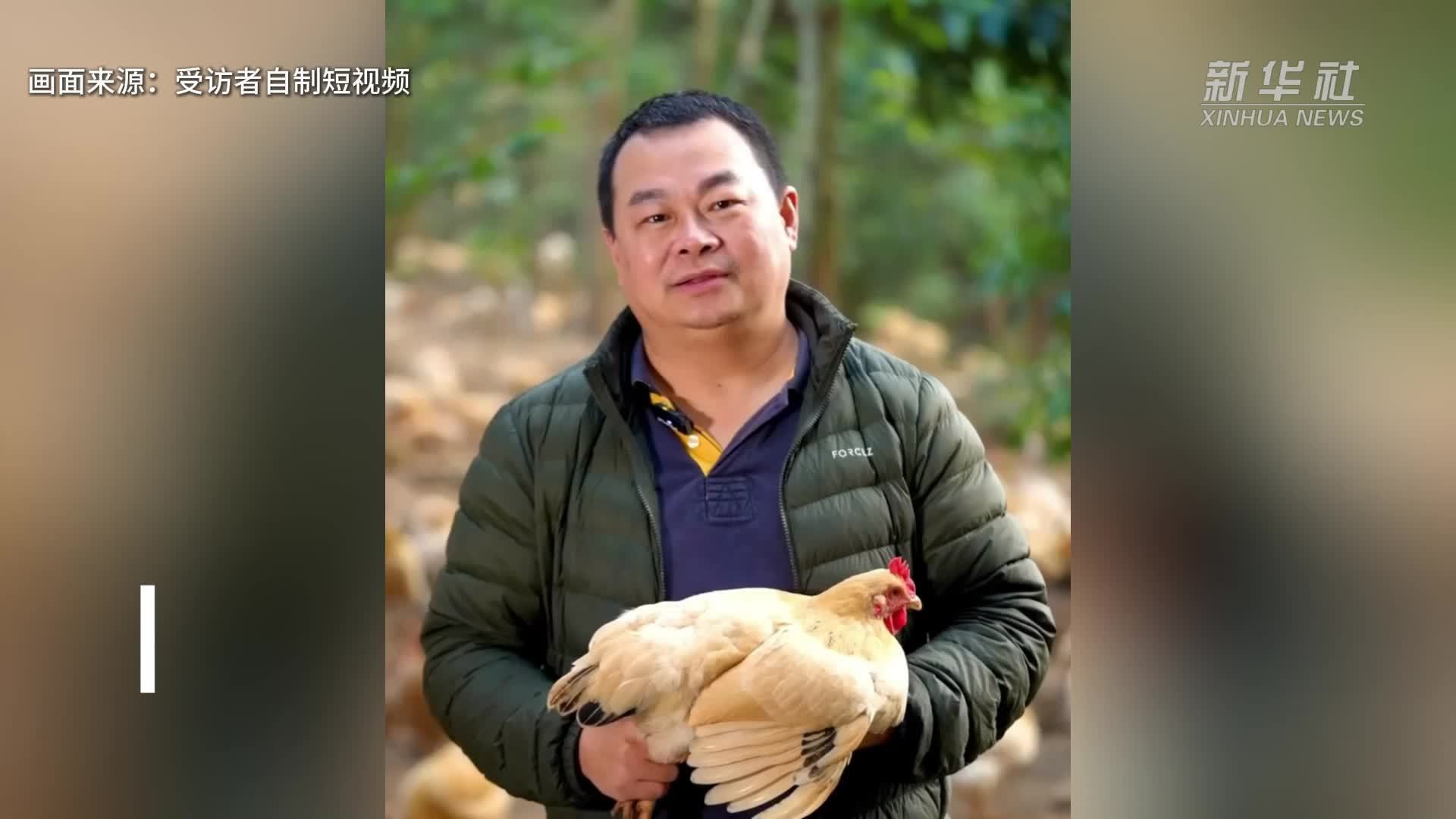 广东封开：博士在乡村养鸡16年 把种鸡数翻了百倍