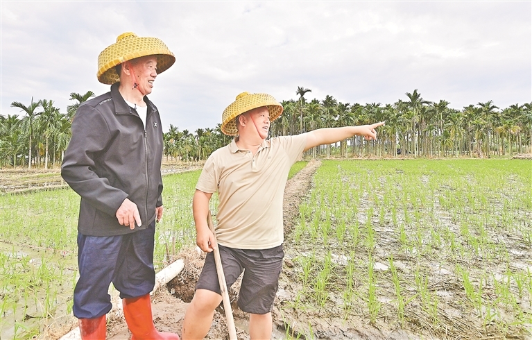 12月11日，位于海南省‌乐东黎族自治县的农峰南繁科技有限公司制种基地，张理高（左）和张海峰在田间交流水稻制种技术。
