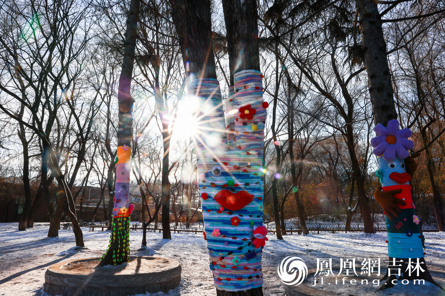 图集|最治愈的“穿搭”！长春给树穿上“高定”毛衣