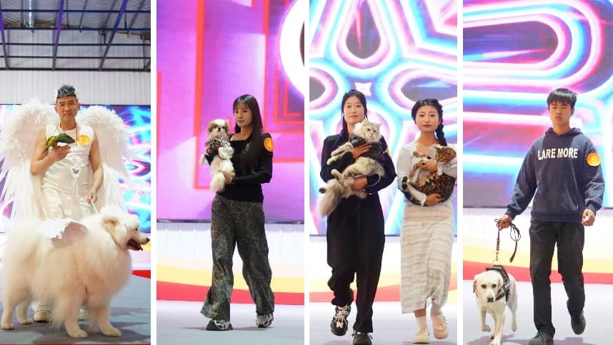 图:人宠T台秀,汇集中华田园犬、英国金毛、中国本土袖犬、德国杜宾、非洲南部狐獴、中国豹猫等众多特色宠物