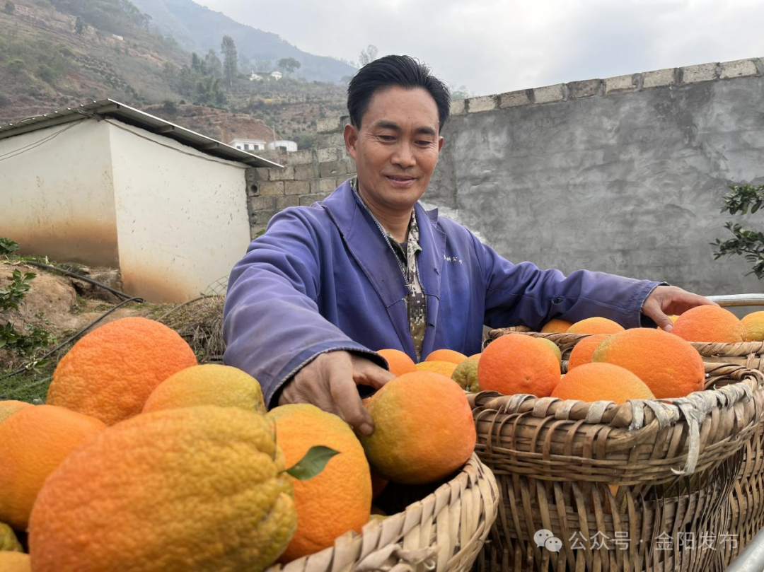 果农普天品采摘的脐橙