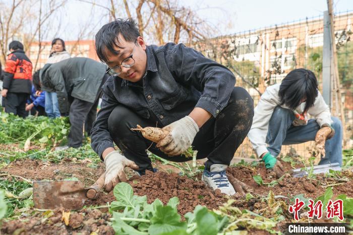 图为学生们在田地里采摘萝卜。中新社记者 刘力鑫 摄
