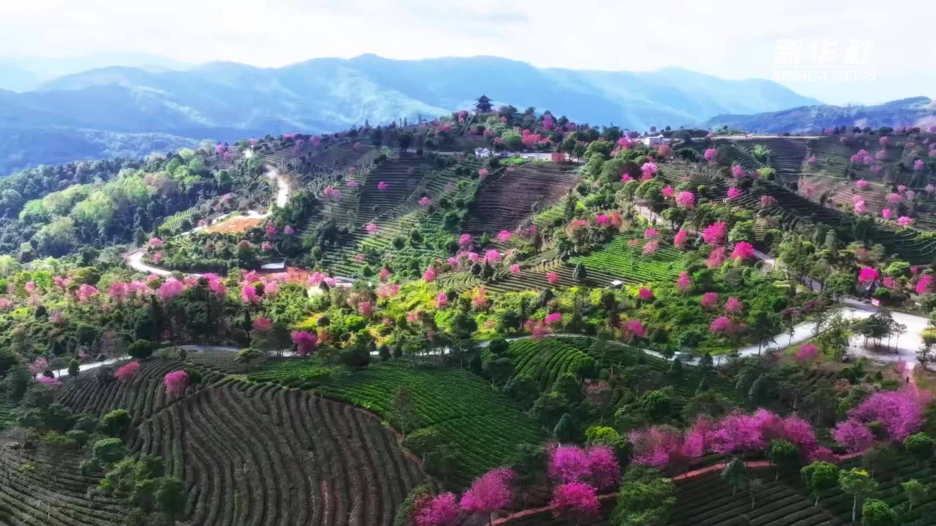 云南思茅：茶绿樱红引游客