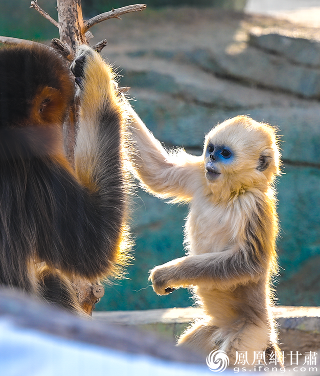 冬日暖阳下，俏皮可爱的川金丝猴悠闲玩耍。张修毅　摄
