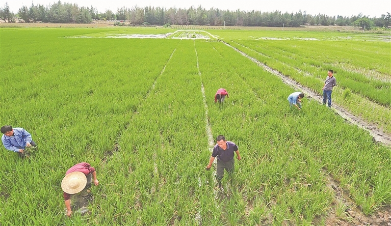 2016年1月12日，在海南省三亚市天涯区天涯镇水稻制种基地，农民在稻田拔除杂草。