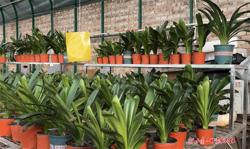 各种品种的君子兰