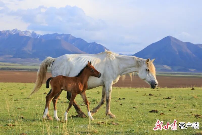新甘肃&middot;甘肃日报记者　范海瑞　通讯员　王超