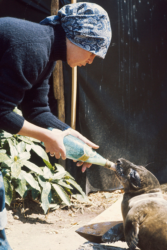 碧姬&middot;芭铎多次公开呼吁禁止滥捕海豹