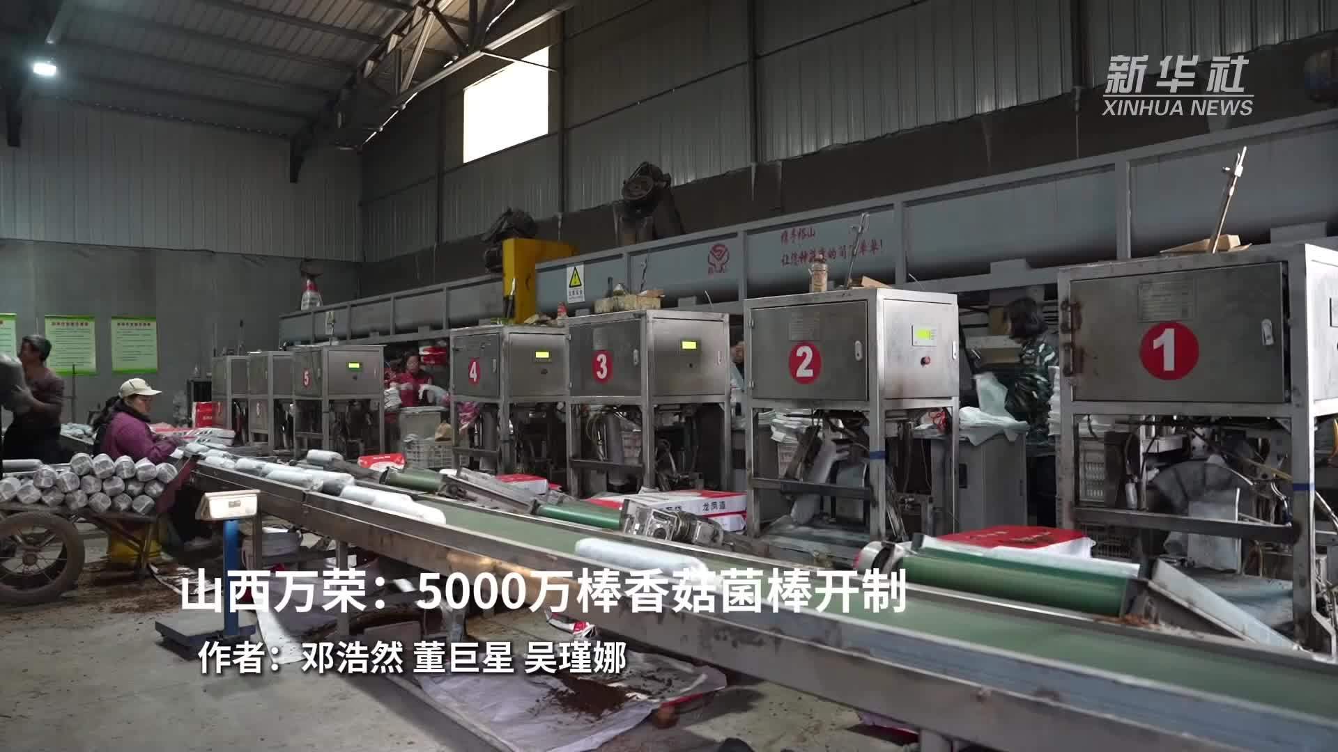 山西万荣：5000万棒香菇菌棒开制