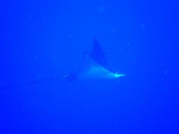 黄岩岛2025年生态调查(珊瑚礁生态系统)