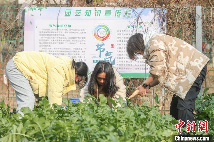 1月3日，江西南昌，南昌航空大学举行《园艺课堂》第二届丰收节活动，学生们下田采摘萝卜和其他蔬菜，领悟劳动的艰辛和丰收的喜悦。秋种冬收，学生们采摘的萝卜与其他蔬菜，都是本学期开学时自己亲手种下，并经过一学期悉心管护而来的劳动成果。图为学生们在田地里采摘萝卜。中新社记者 刘力鑫 摄