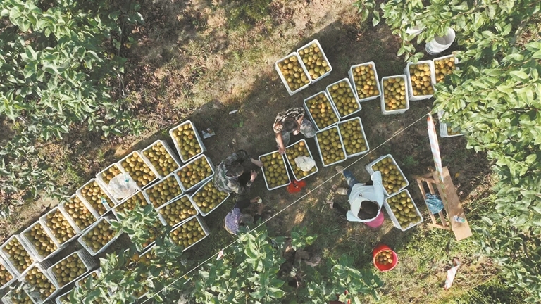 近年来,峡江翠冠梨已成为峡江县的特色产业之一,种植总面积已达到2.47万亩。图为今年盛夏,该县金坪民族乡翠冠梨种植基地,果农们正忙着采摘、装筐、搬运装车。 邱振宇摄