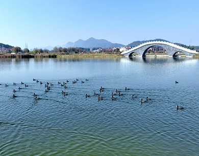 江西分宜：白骨顶鸡嬉戏闹湿地