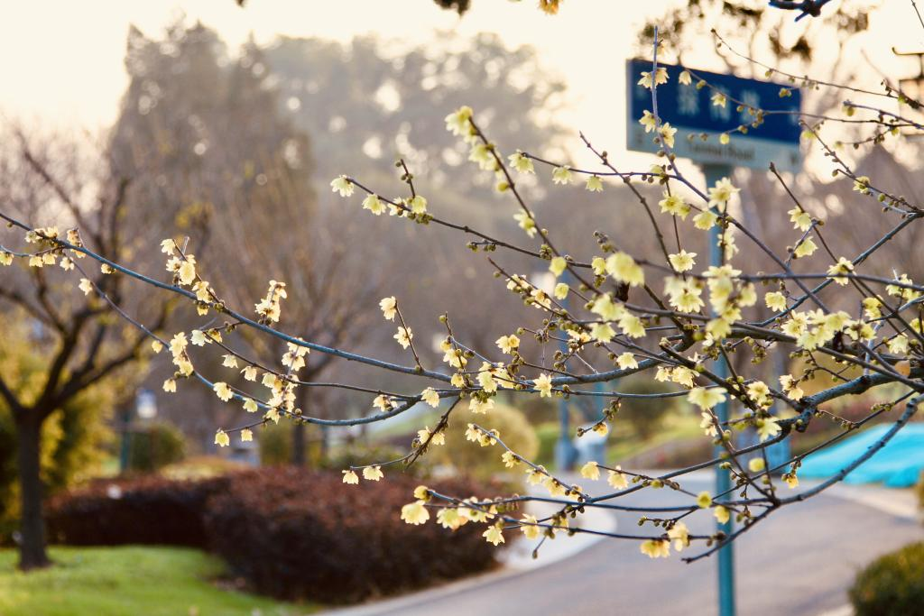 元旦相约东湖，解锁2026第一份活力与诗意