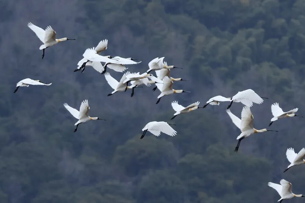 绿满港城——解码“哺绿促金”的北仑实践