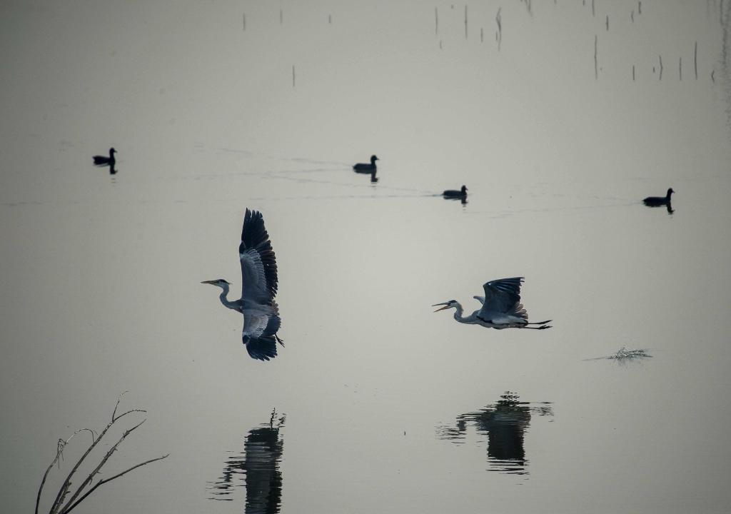 图为在邯郸园博园嬉戏的鸟类。新华社发(王洪超 摄)
