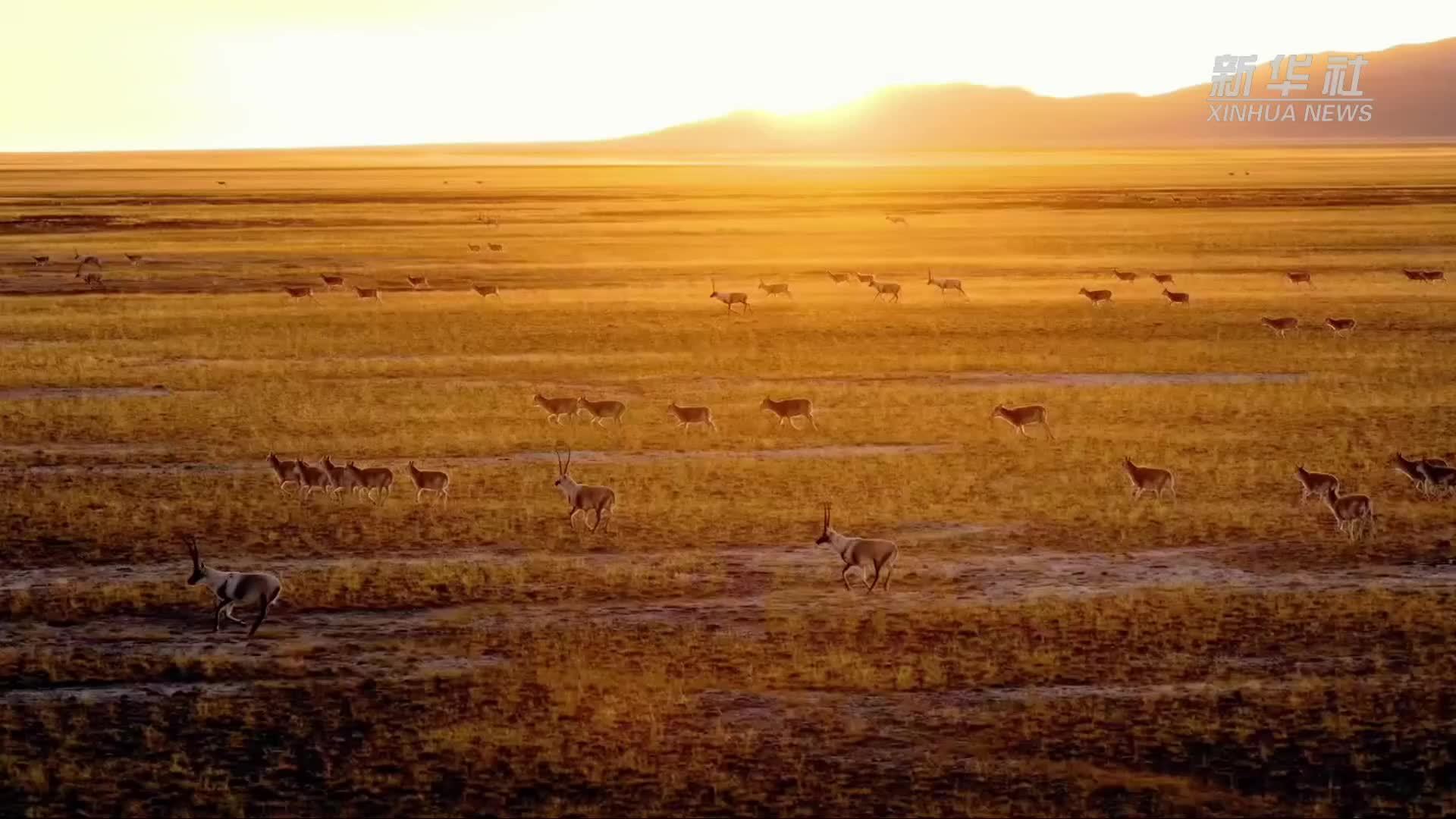 秀我中国｜阿尔金山的“神奇动物”有哪些？