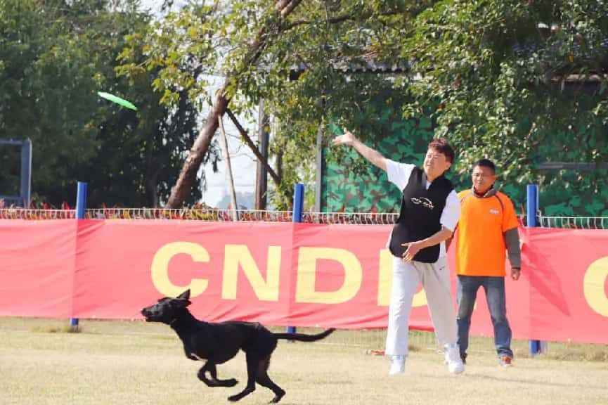 图:CNDDI2025全国飞盘狗邀请赛