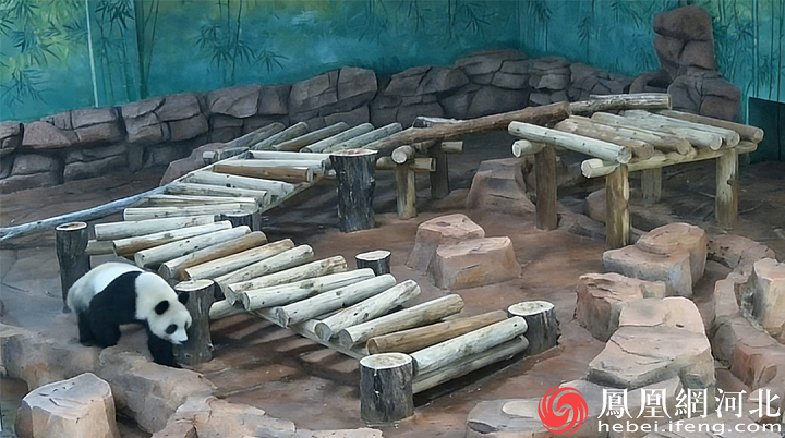 大熊猫“雅男”“桃苏”正式落户秦皇岛 元旦起对公众开放