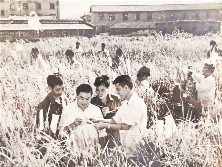 20世纪70年代，萍乡市湘东制种人劳动时的场景。（资料图）