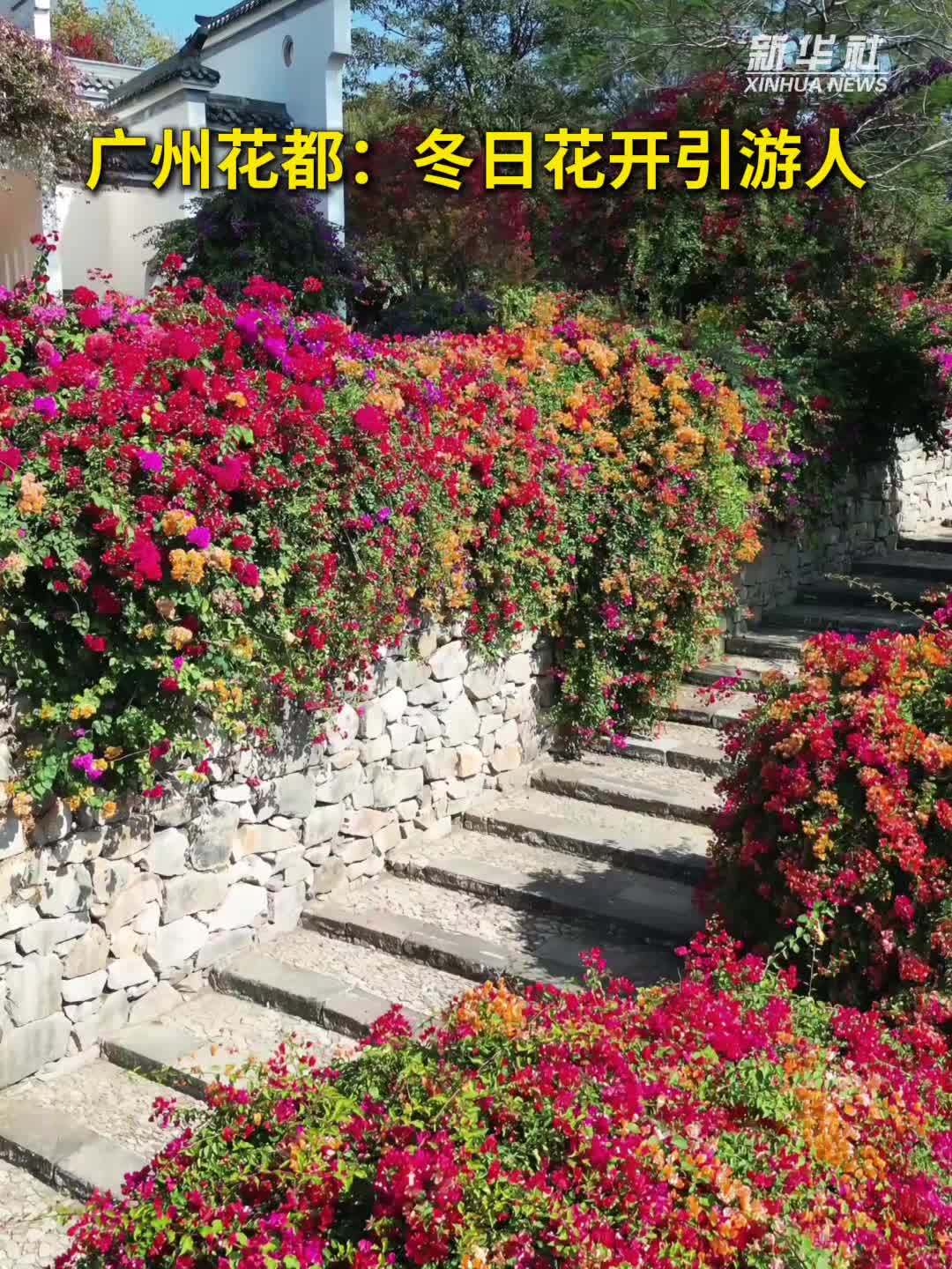 秀我中国｜广州花都：冬日花开引游人