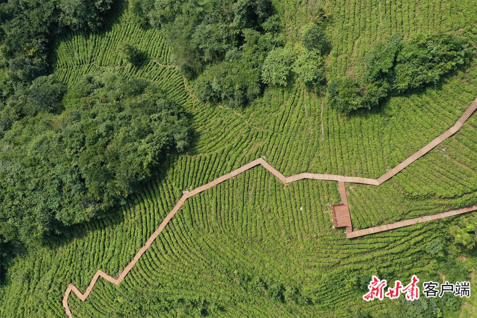 武都区裕河镇位于甘陕川三省交界地带，是甘肃茶叶产区之一，所产茶叶醇厚绵香、品质优良。（文中图片均由武都区融媒体中心提供）