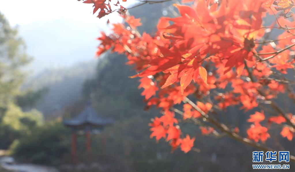 江西大余县内枫树叶大面积转红，迎来最佳观赏期。新华网发 严杰 摄
