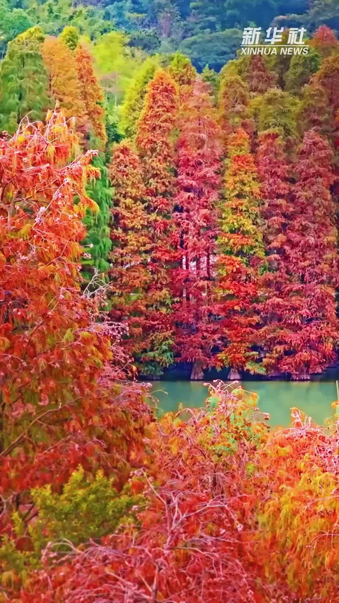 广东肇庆七星岩落羽杉红叶醉人