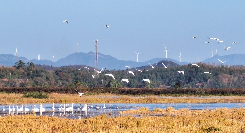 云溪区白泥湖国家湿地公园迎来一群远道而来的“贵客”——小天鹅。