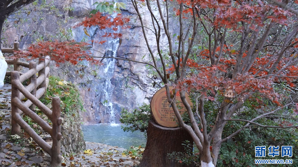 江西大余县内枫树叶大面积转红，迎来最佳观赏期。新华网发 张治嘉 摄