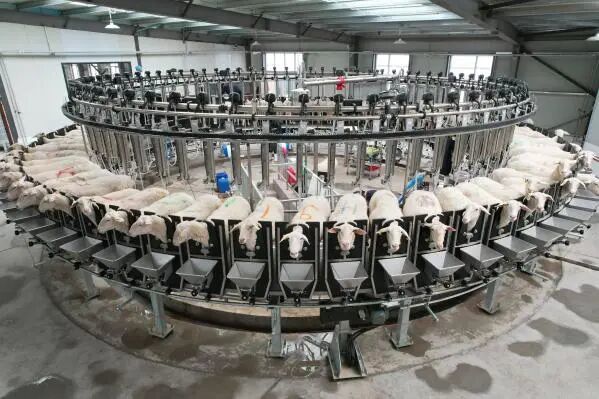 △甘肃元生农牧科技有限公司通过转盘式挤奶系统为“元生爱特”奶绵羊挤奶