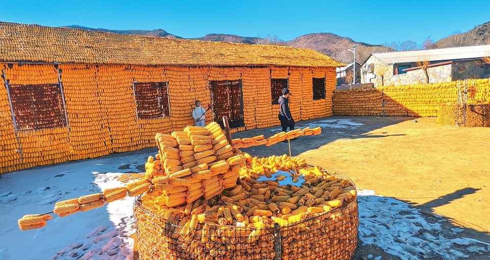 晋中和顺：让秋收的喜悦在冬日延续……