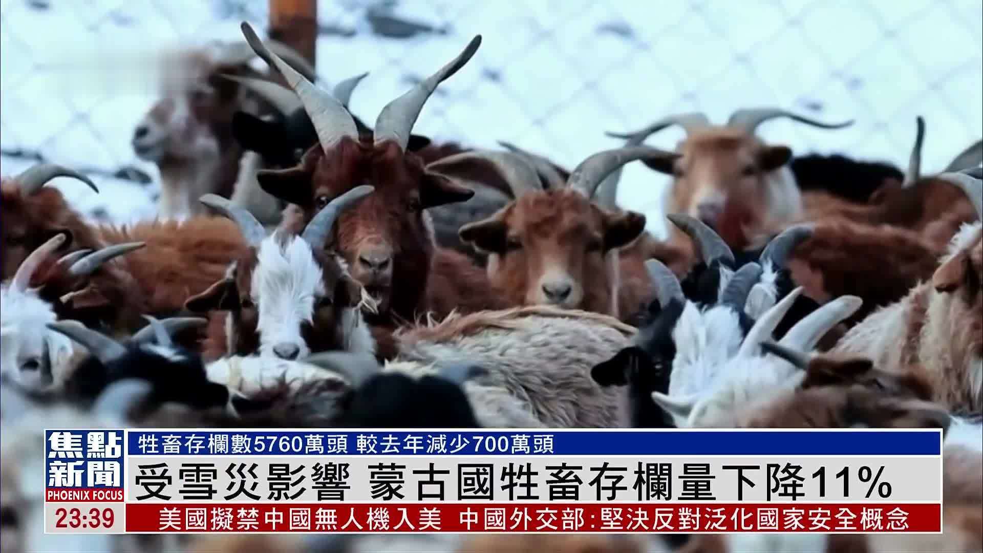 受雪灾影响 蒙古国牲畜存栏量下降11%