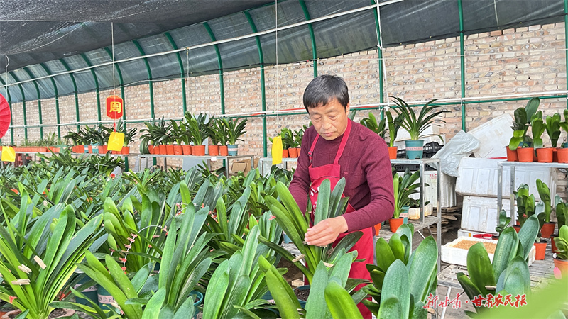 王海占管护君子兰