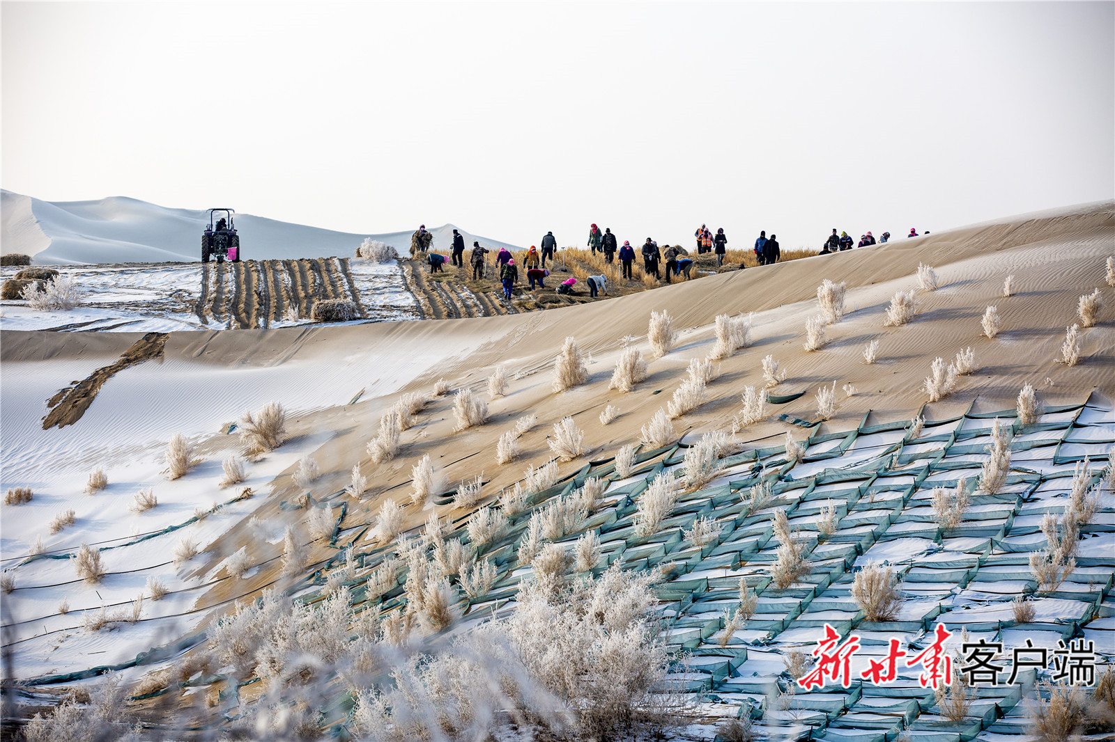 方格内套种沙生植物