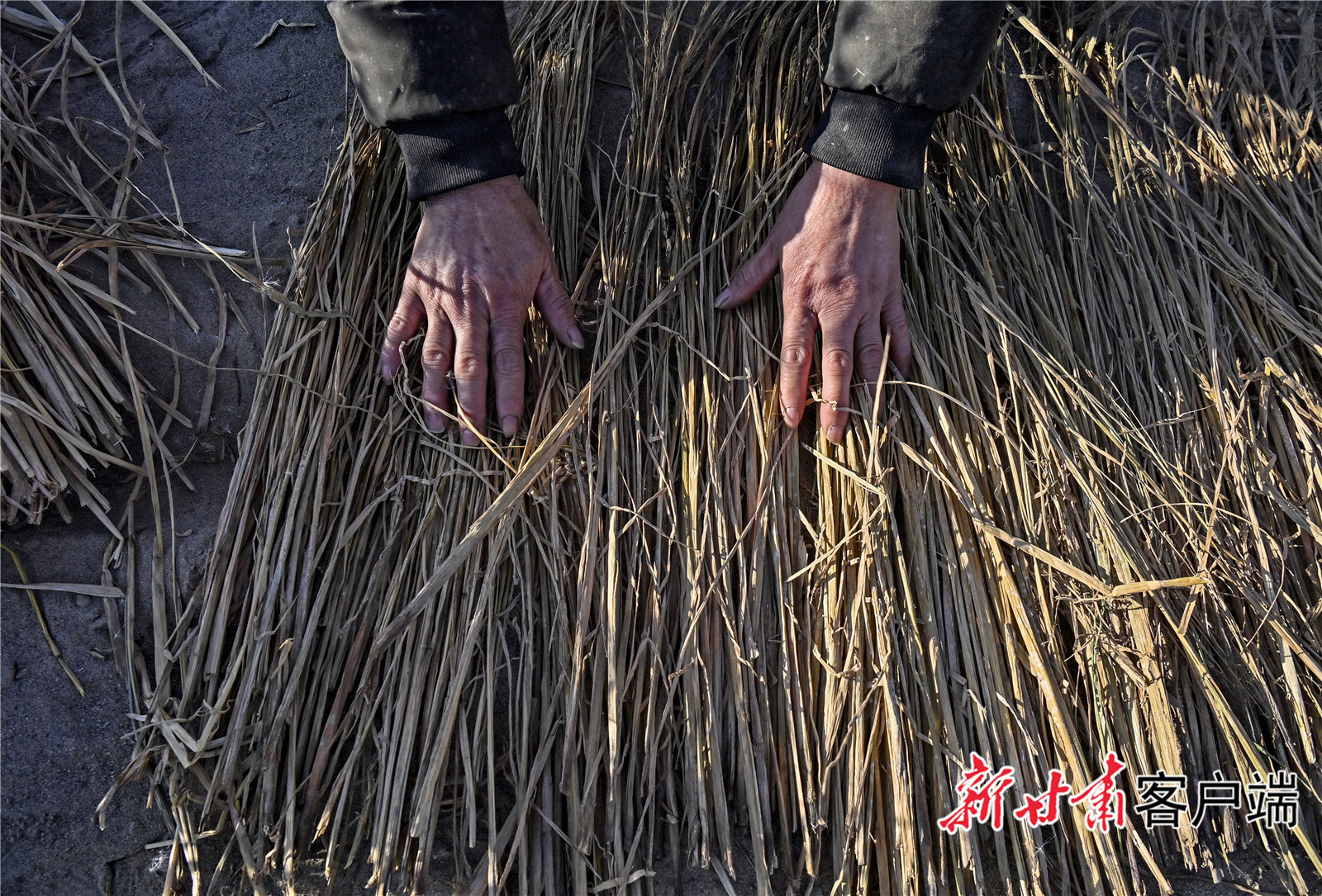 压沙人沿着沙沟铺上稻草