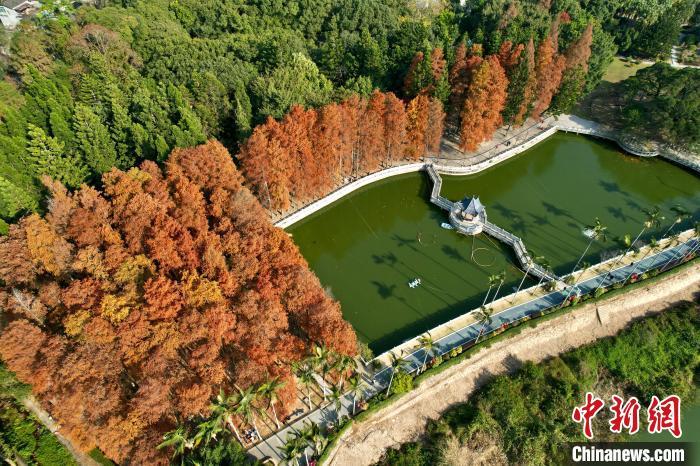 福州国家森林公园水杉变红美如画