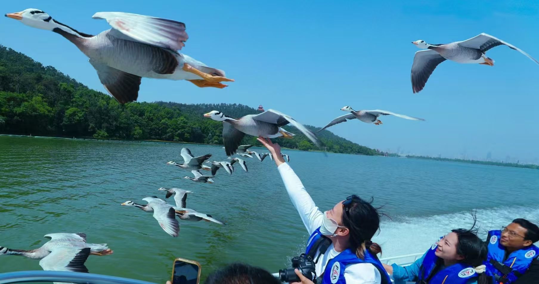 大雁在东湖伴飞，越来越丰富的动植物在此栖居。景区供图