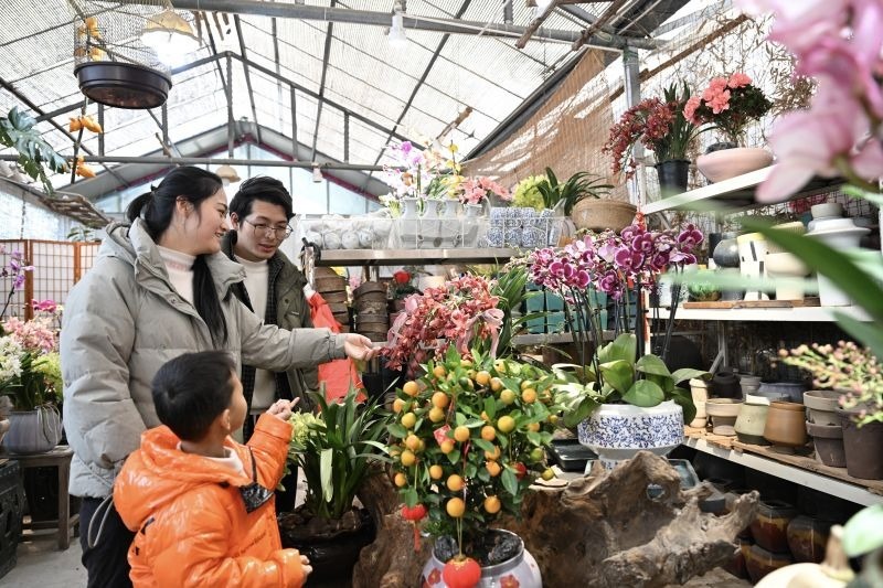 南昌：年宵花热（图）