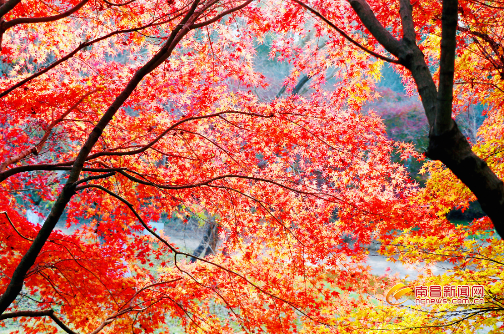 南昌：“枫”景如画（图）