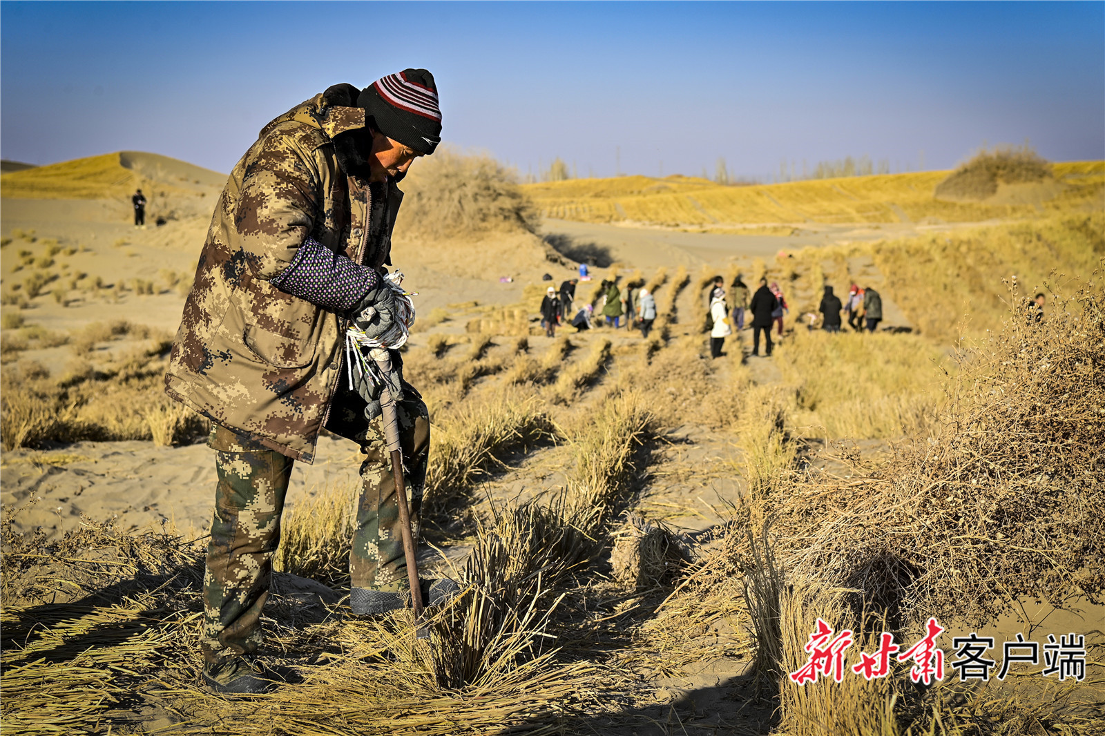 用平头铁锹沿沙沟踩实，原本平铺的稻草便整齐“站立”成行。