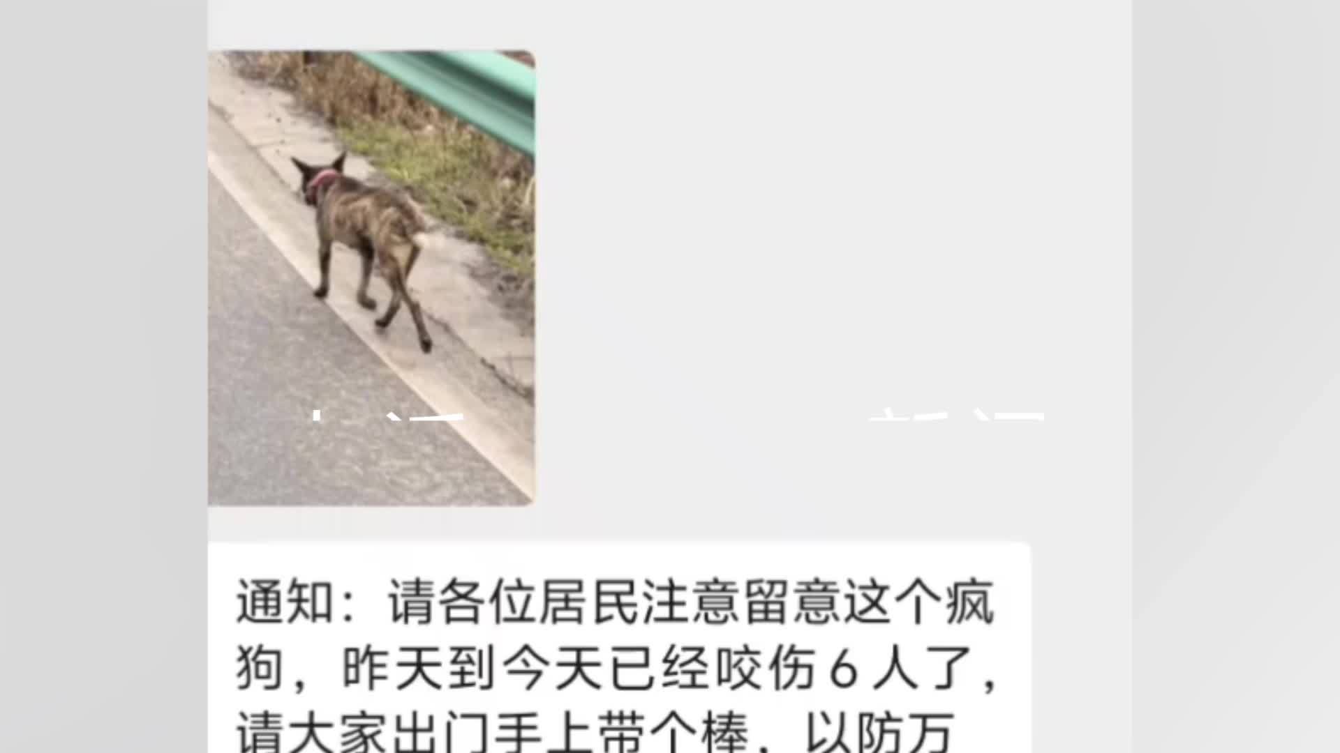 四川一村委会回应疯狗咬人：两人被咬伤，疯狗已被处理_凤凰网视频_凤凰网