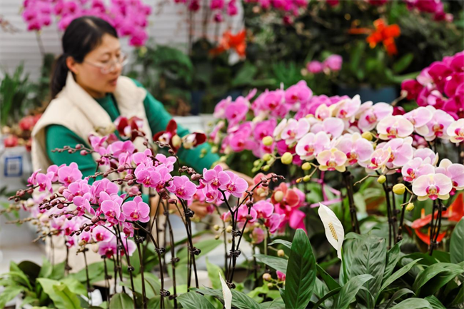 独特的花瓣形状，醒目的颜色，让它成为市民游客的首选‘年花’。宋年升／摄