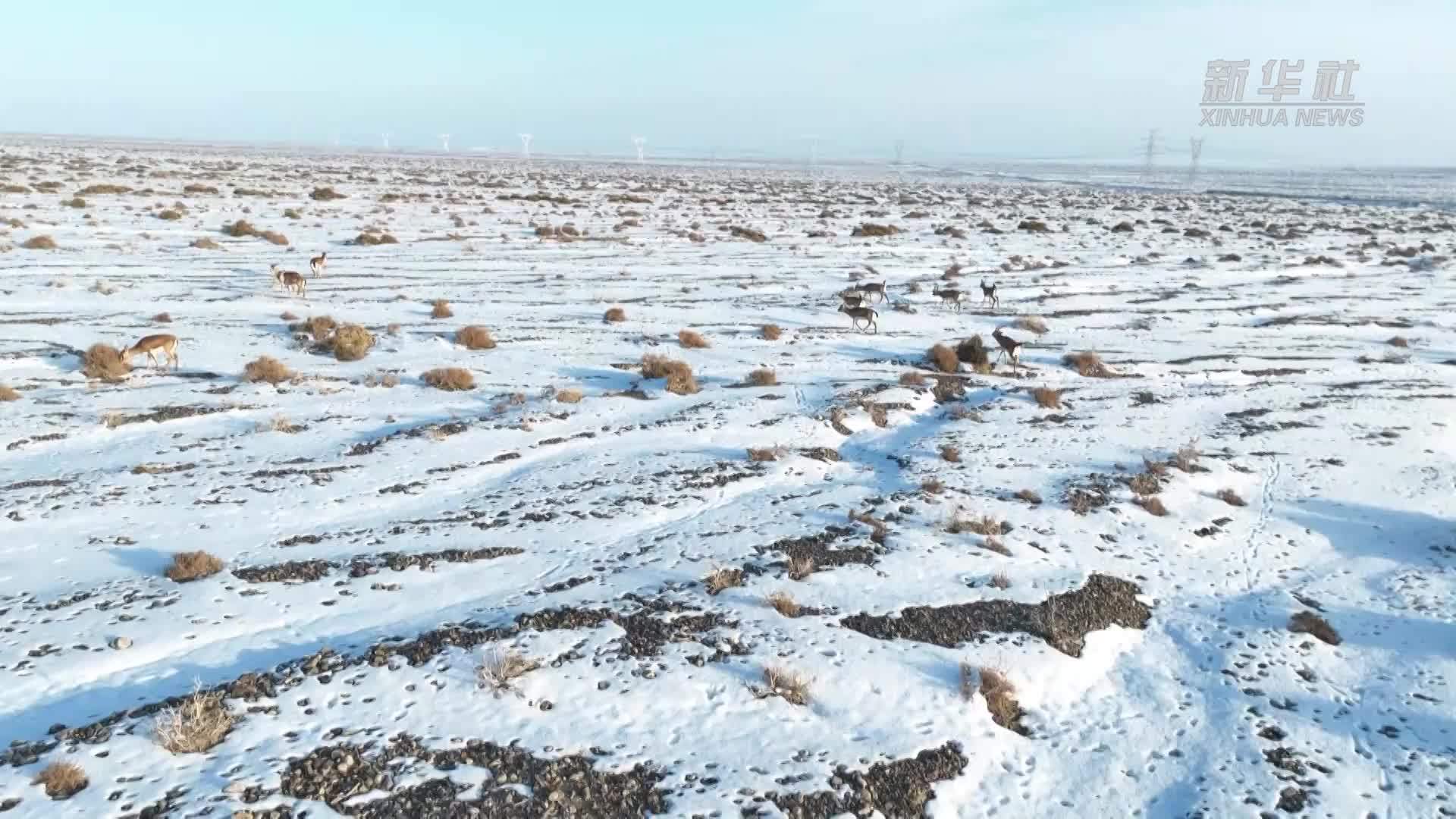 新疆巴州：成群鹅喉羚雪地撒欢