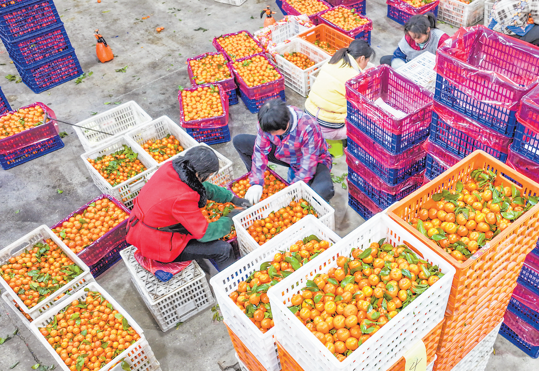 1月2日，在南丰县市山镇耀里村天天来果业公司，工人正在分选包装南丰蜜橘。
