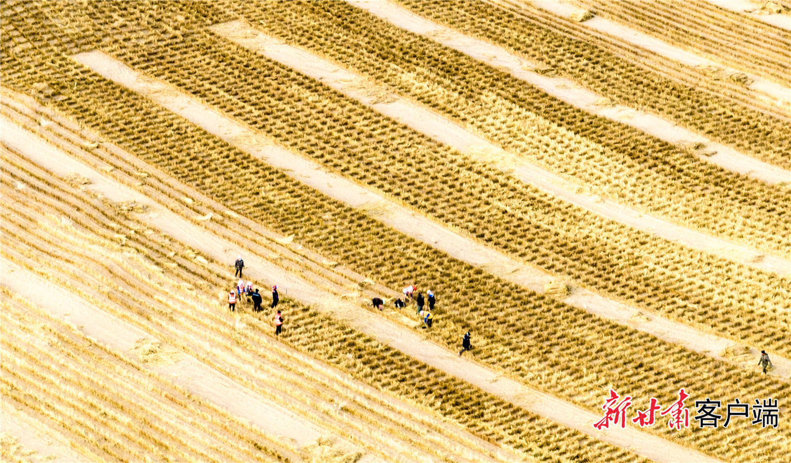 金塔县防沙治沙从未间断