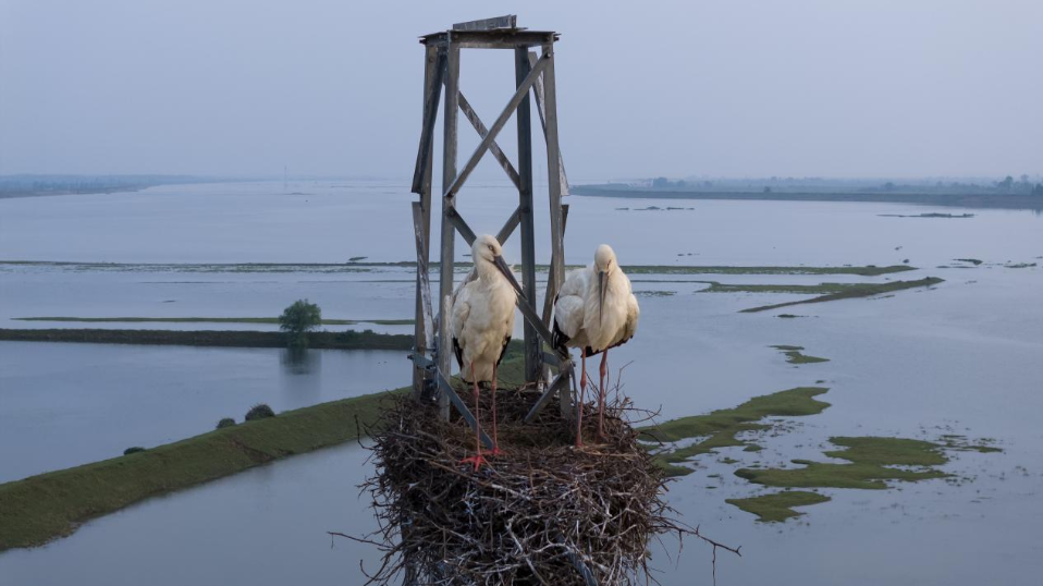东方白鹳在信江湿地越冬。杨凤兰/摄