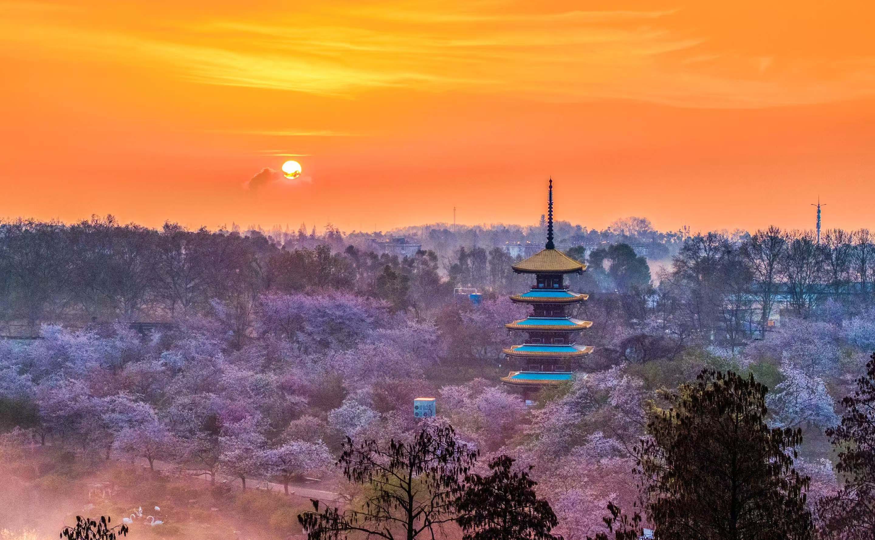 东湖四季花开不断，春季樱花吸引八方游客。