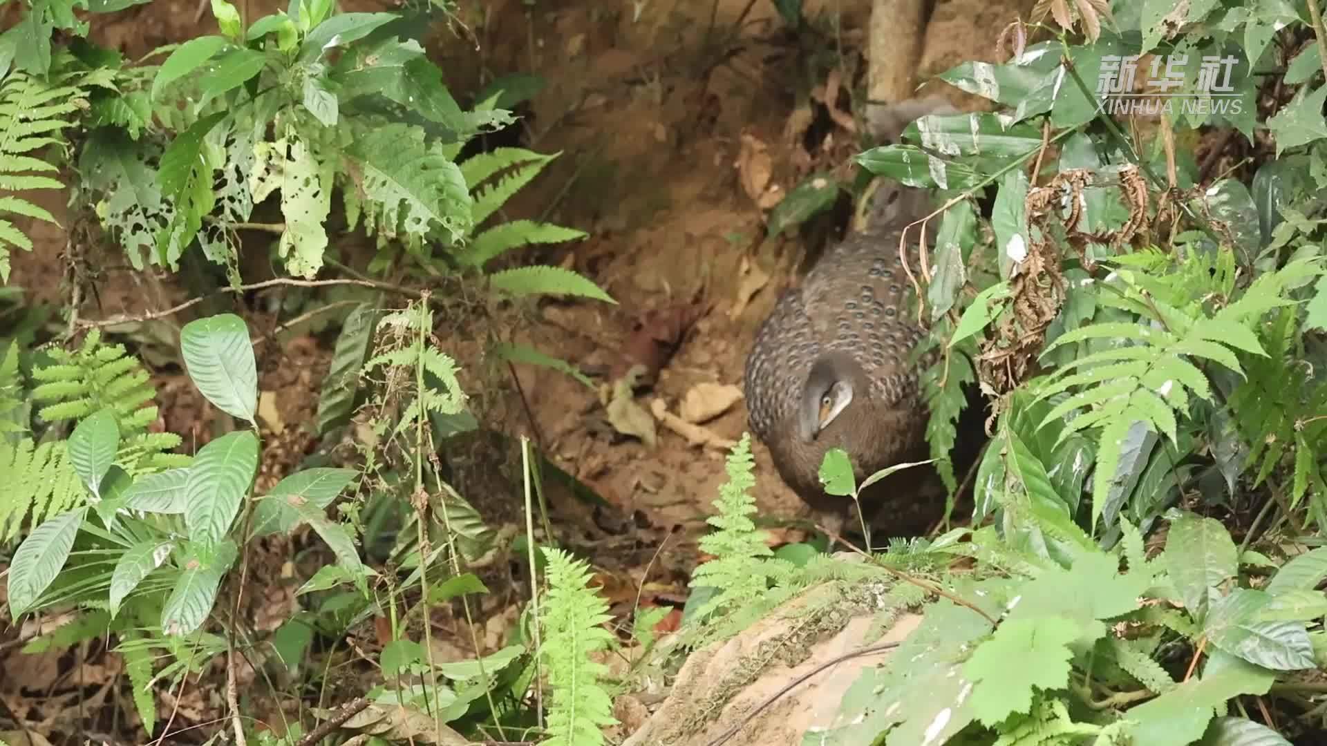 云南德宏拍到灰孔雀雉开屏求偶罕见视频